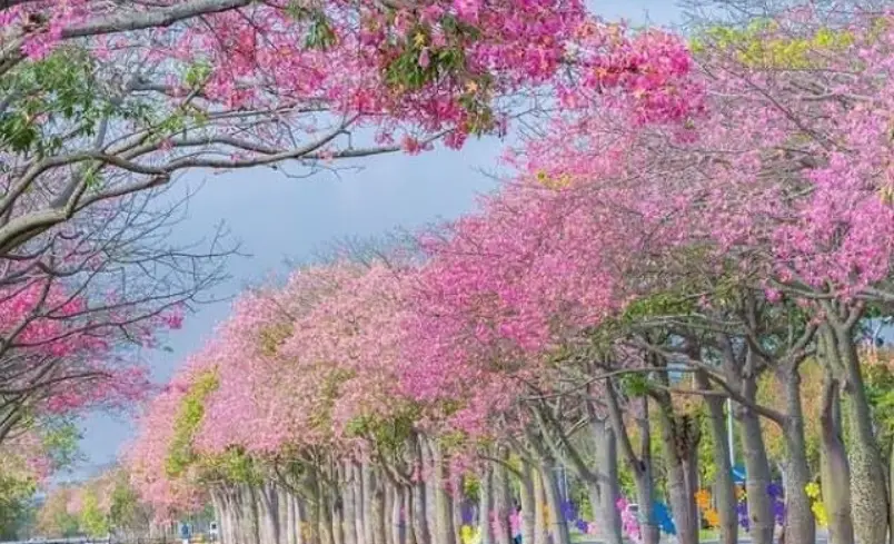 美人樹花期 美人樹花期