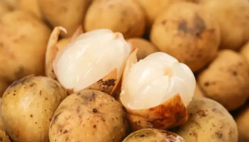 龍宮果購買 龍宮果購買