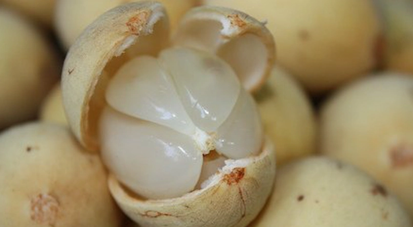 台灣有龍宮果嗎