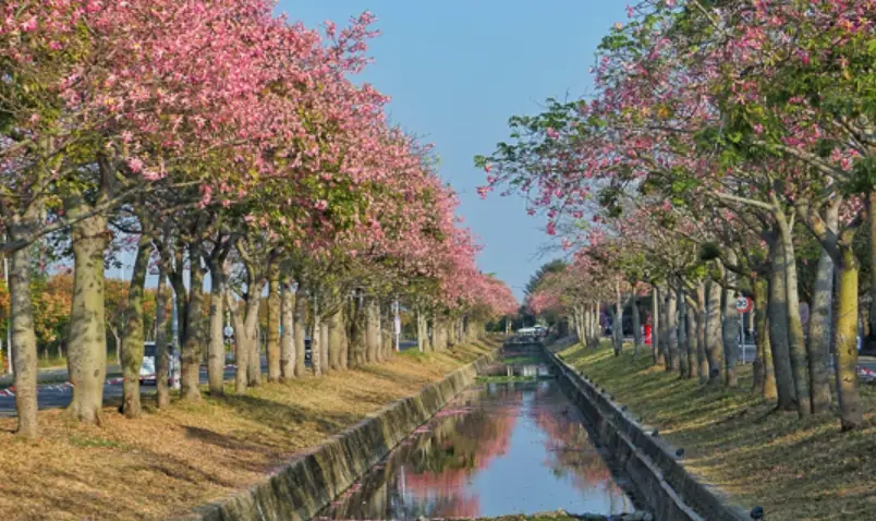 虎尾美人樹花況