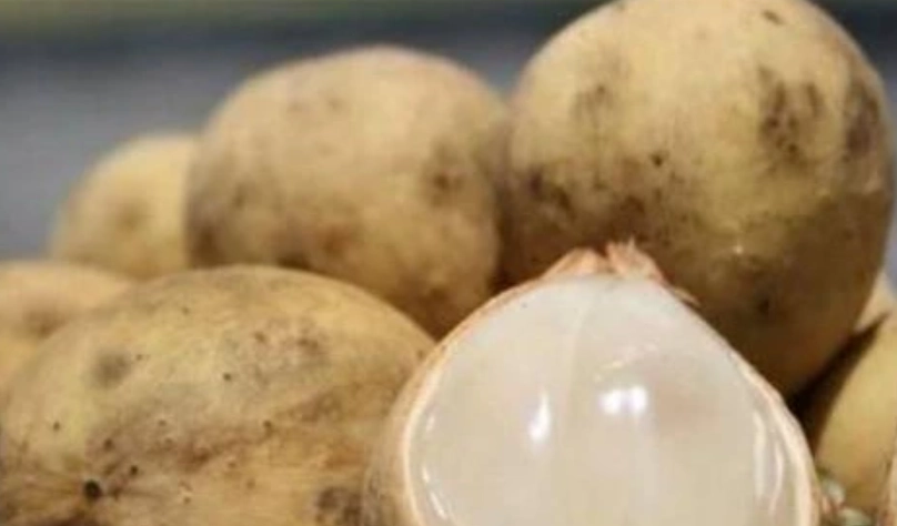 龍宮果購買 龍宮果購買