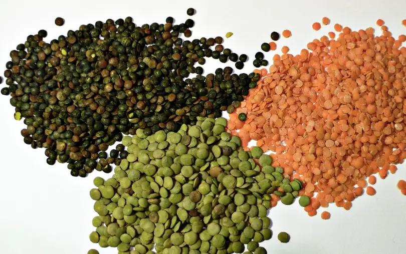 扁豆品種 扁豆品種