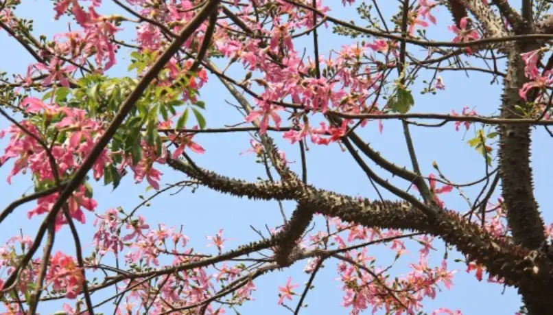 美人樹 安全措施 美人樹 安全措施