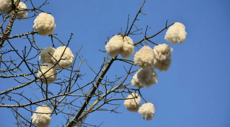 美人樹用途 美人樹用途