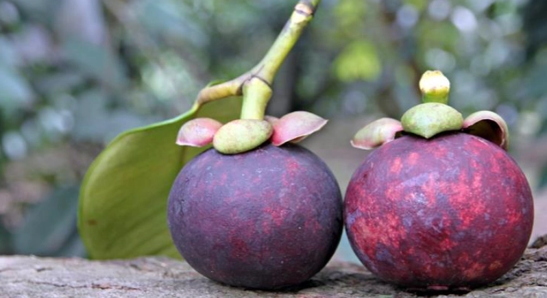 山竹挑選方法 山竹挑選方法