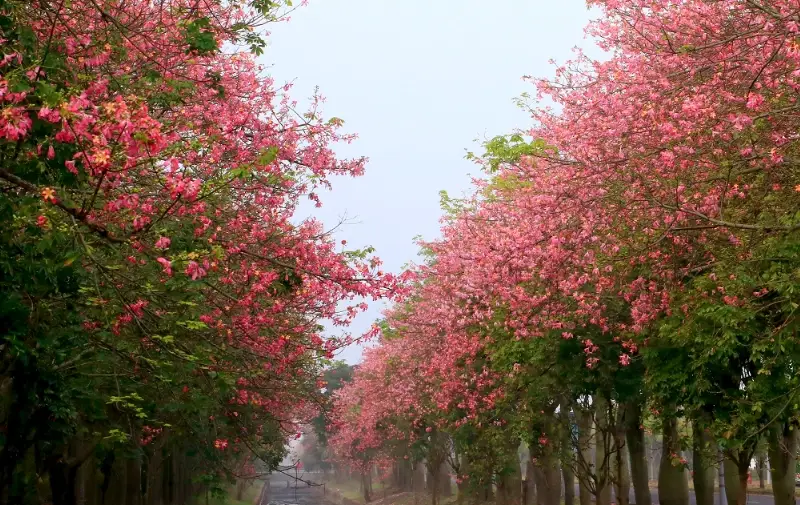 美人樹有毒嗎？完整解析毒性風險與安全防護指南