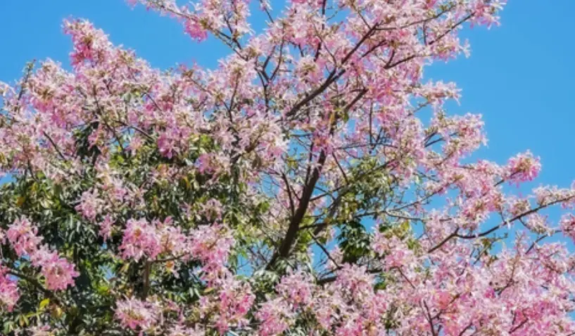 美人樹景點 美人樹景點