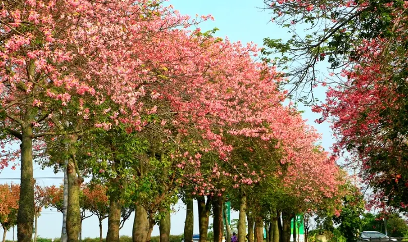 雲林賞花景點 雲林賞花景點