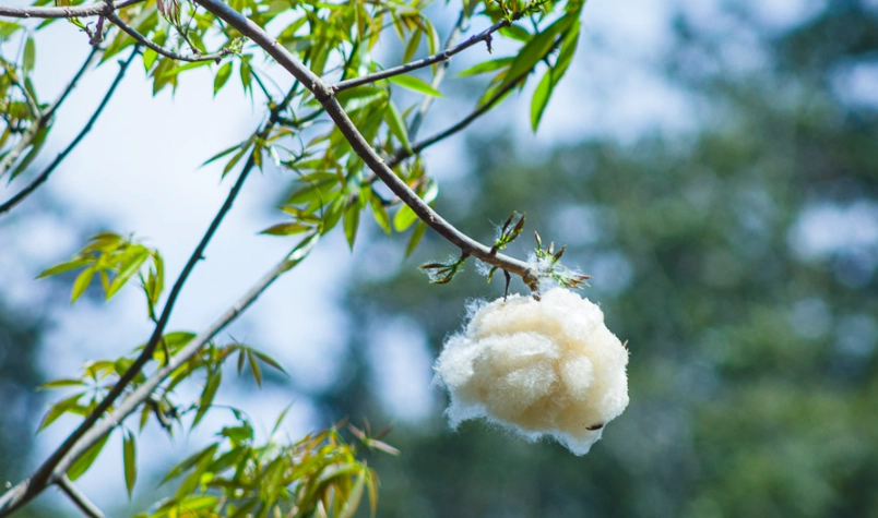 美人樹棉花 美人樹棉花