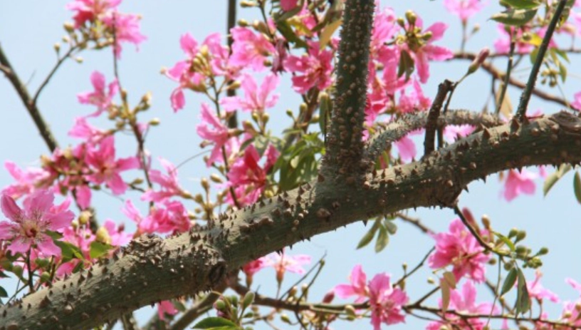 美人樹 毒性 美人樹 毒性