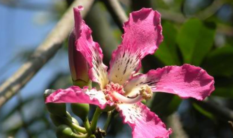 美人樹開花時間