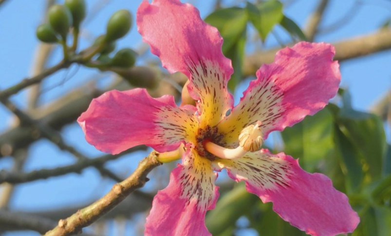 美人樹景點 美人樹景點