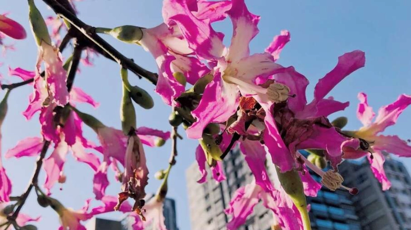 美人樹景點 美人樹景點