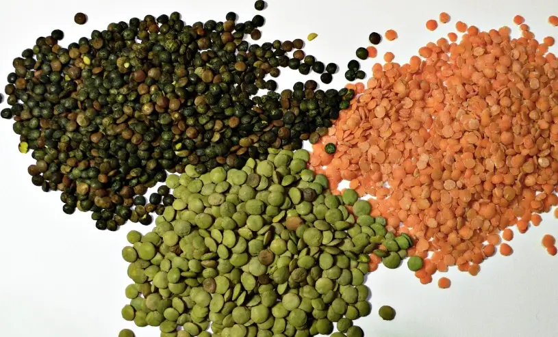 小扁豆禁忌人群 小扁豆禁忌人群