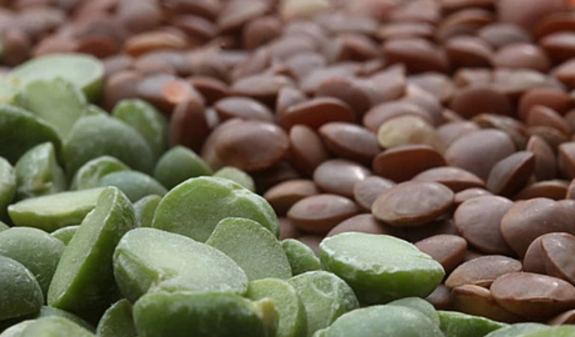 扁豆品種 扁豆品種