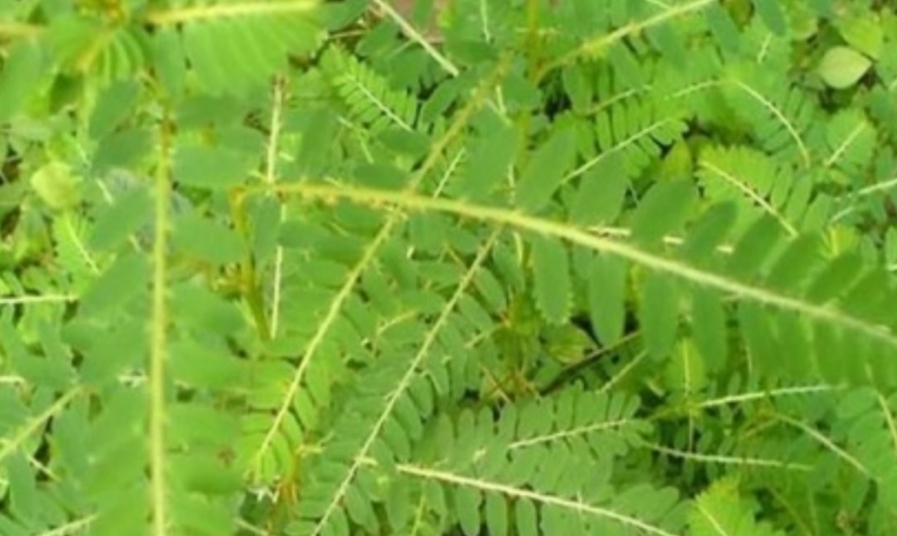 十字珍珠草 門票