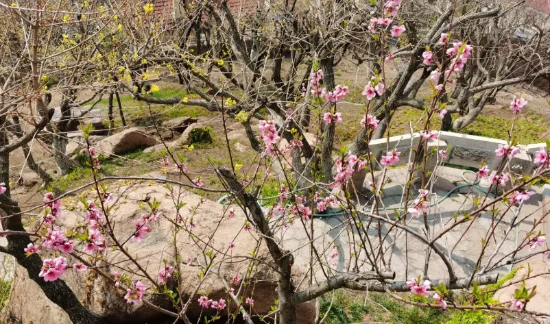 桃花修剪 桃花修剪