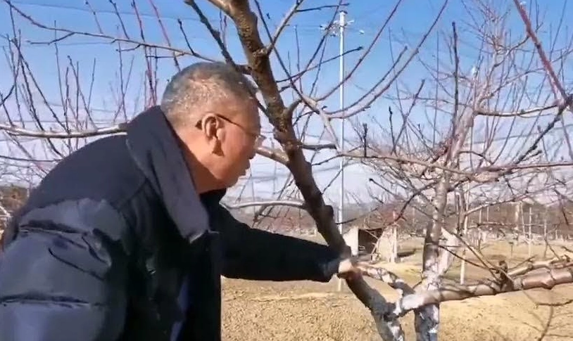 桃樹修剪方法 桃樹修剪方法