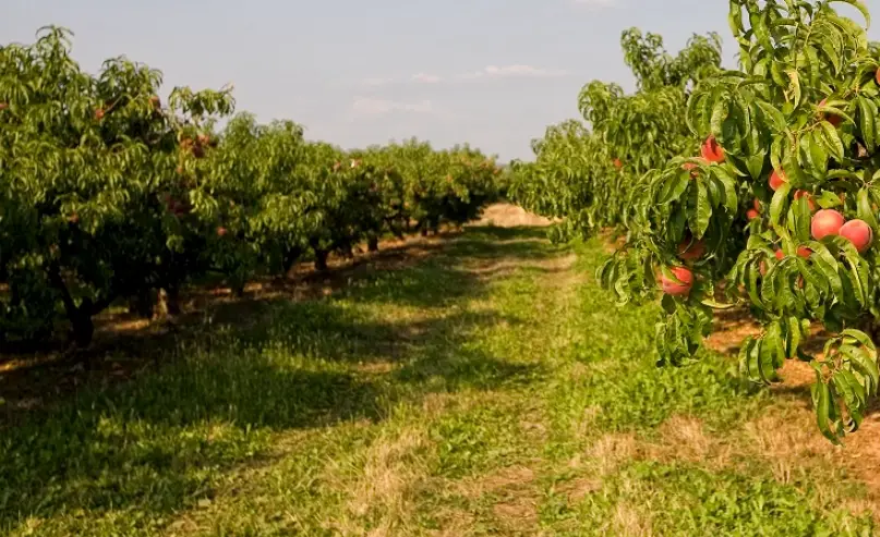 桃子樹種植