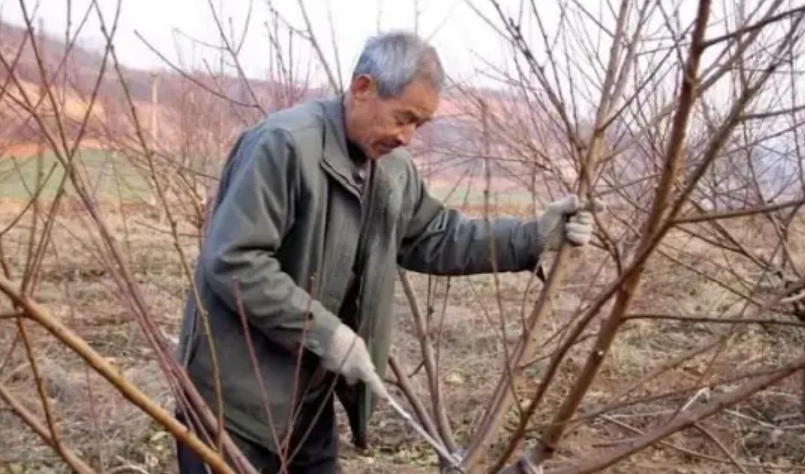 桃樹修剪注意事項 桃樹修剪注意事項