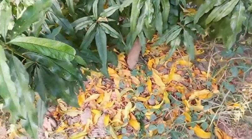 桃樹病蟲害防治