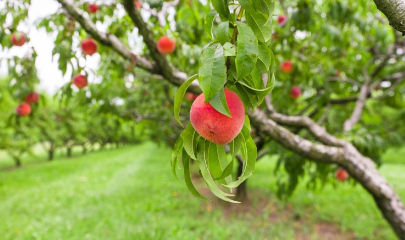 自家種桃樹技巧