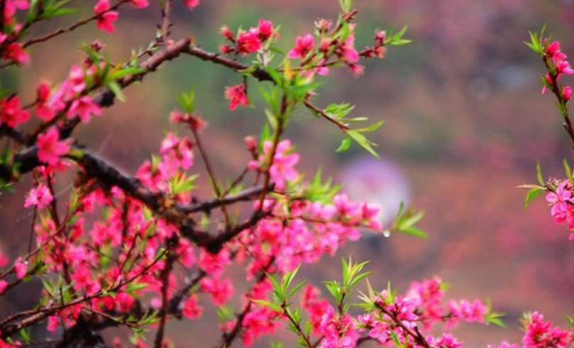 桃花盆栽 桃花盆栽