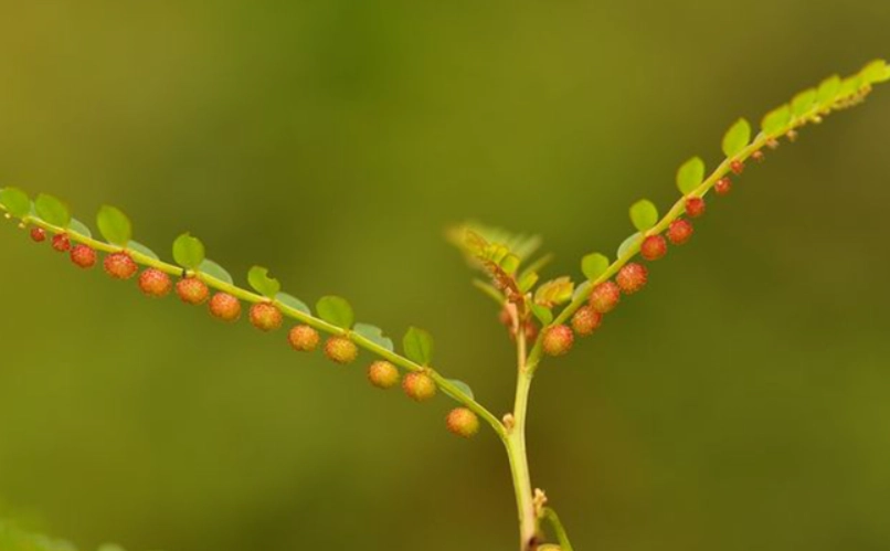 十字珍珠草 交通