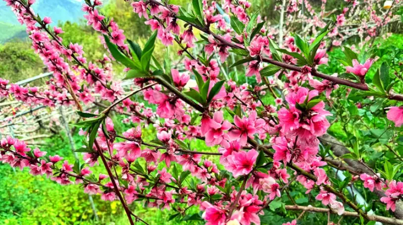 桃樹開花不結果