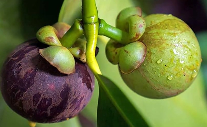 山竹水果樹照顧