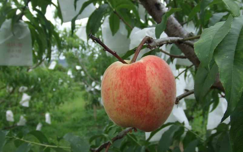 桃園復興區水蜜桃