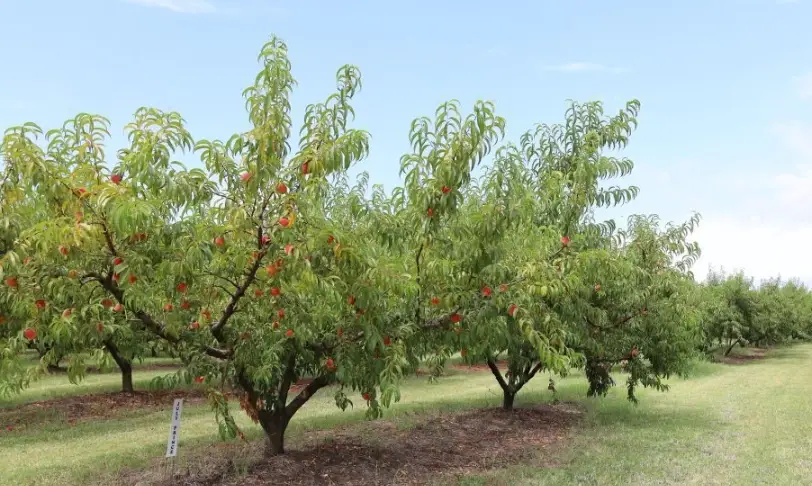 自家種桃樹技巧