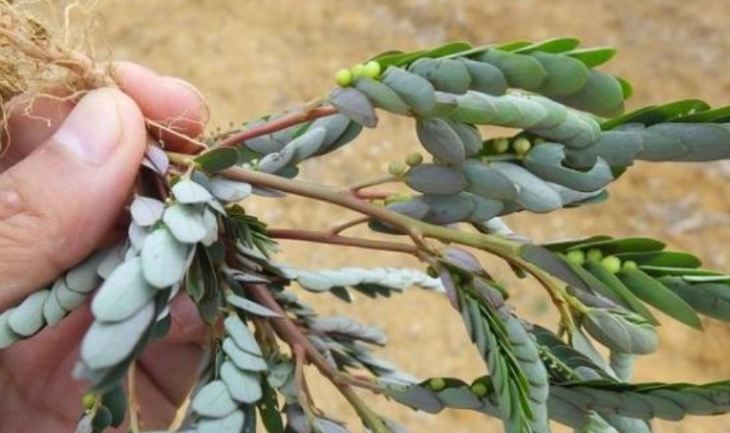 真珠草食用方法