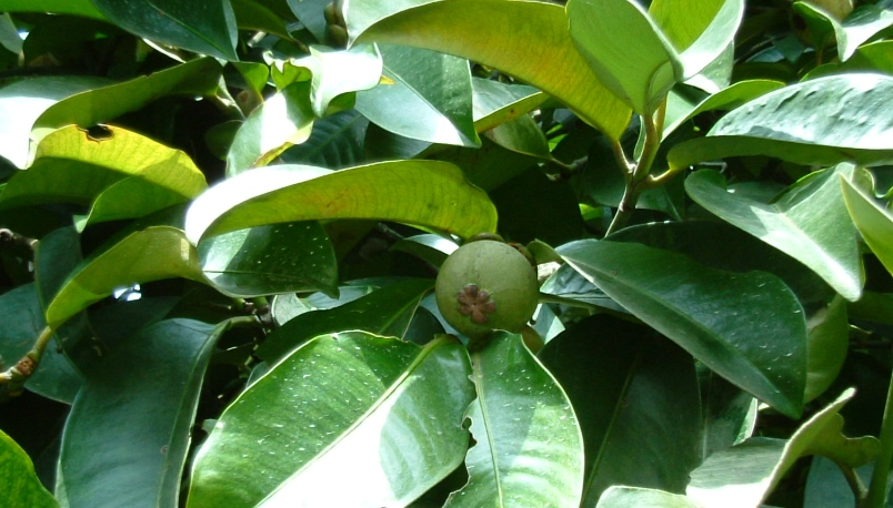 山竹水果樹照顧