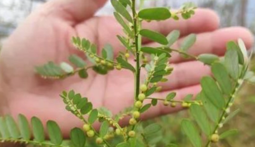 真珠草食用方法