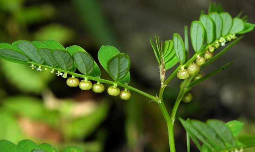 十字珍珠草 景點