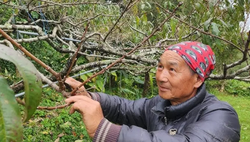 桃樹修剪方法 桃樹修剪方法