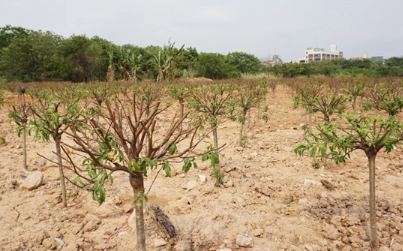 桃花盆栽 桃花盆栽