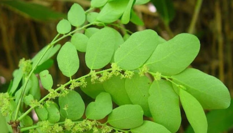 真珠草食用方法