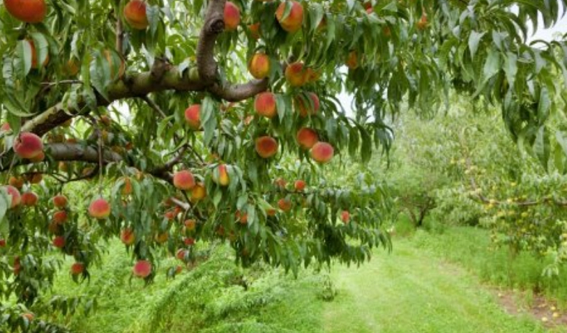 桃樹修剪注意事項 桃樹修剪注意事項