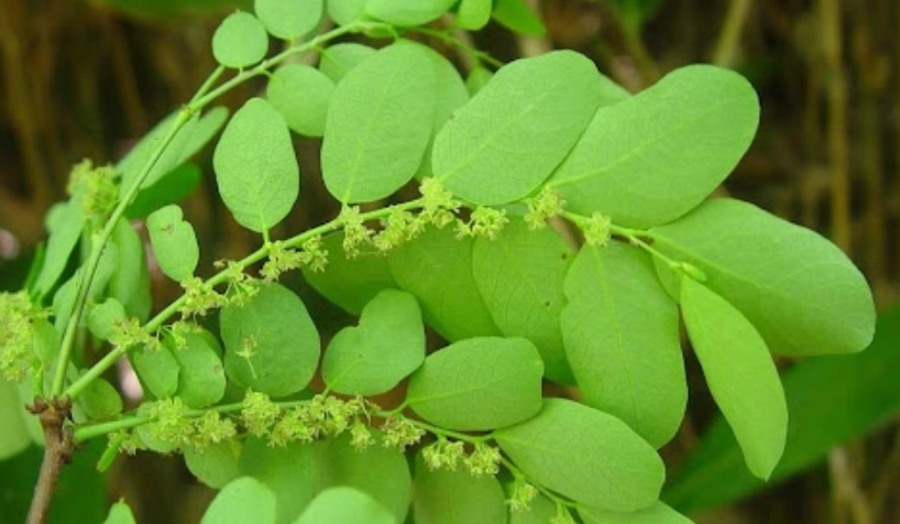 十字珍珠草 交通