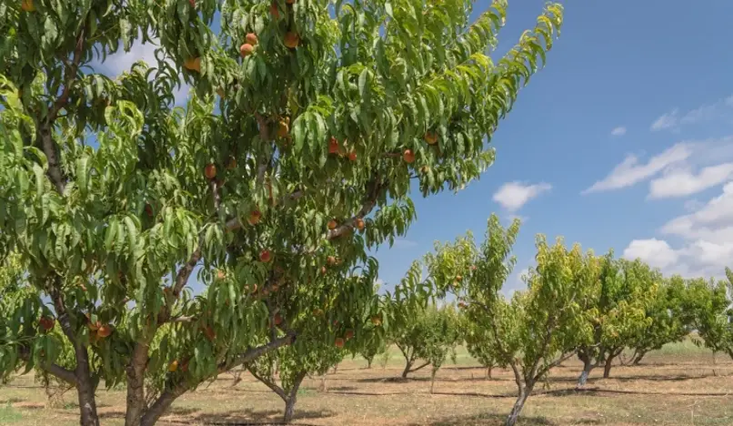 桃樹栽培方法