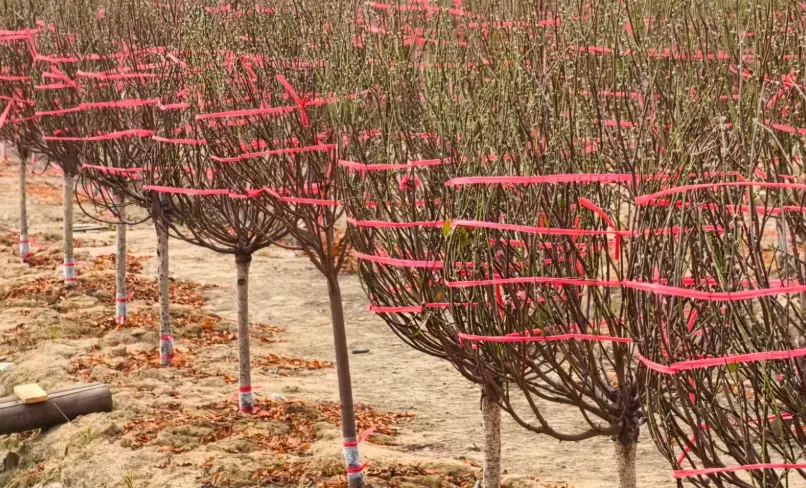 桃花盆栽 桃花盆栽