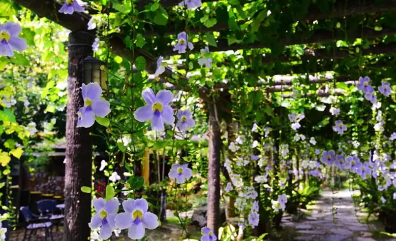 大鄧伯花 大鄧伯花