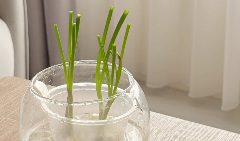 水耕蔥種植 水耕蔥種植