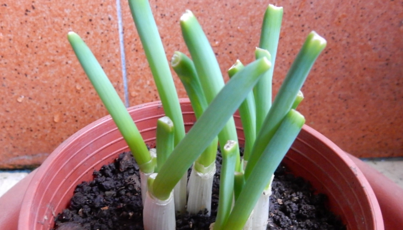 蔥種植方法 蔥種植方法