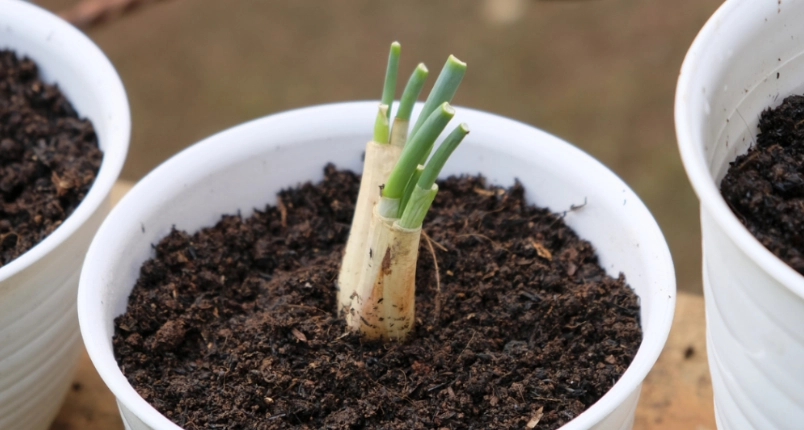蔥種植方法 蔥種植方法