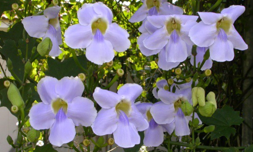 大鄧伯花 大鄧伯花