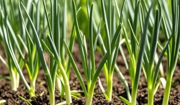 蔥栽培方法