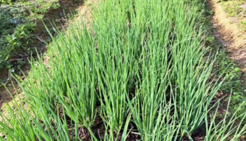 蔥栽培技巧 蔥栽培技巧